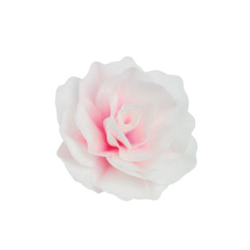 Róża pastella waflowa, różowa