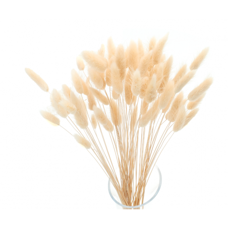 Suszki lagurus kremowy dmuszek jajowaty, pęczek