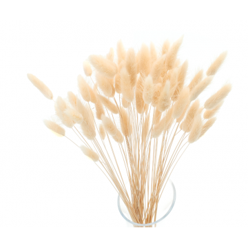 Suszki lagurus kremowy...