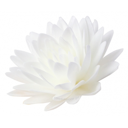 Kwiat waflowy Aster peoniowy duży biały