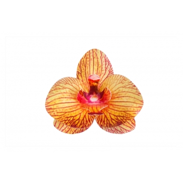 Dekoracja na tort Storczyk...